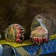 Bear brought to CDFW Wildlife Investigations Lab has severe third-degree burns on its paw. Image: Karin Higgins / UC Davis